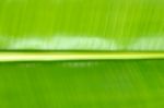 Close Up Green Banana Leaf Background Texture Stock Photo