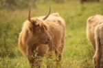 Country Cows Stock Photo