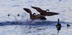 The Goose's Family Protection Stock Photo