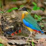 Blue-winged Pitta Stock Photo