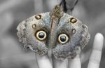 Macro Shot Of Owl Butterfly (caligo) Stock Photo