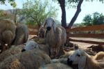 Sacrificial Sheep For Festival Of Sacrifices In Muslim Countries Stock Photo