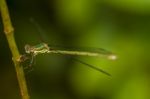 Southern Emerald Damselfly (lestes Barbarus) Insect Stock Photo