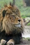 Barbary Lion (panthera Leo Leo) Stock Photo