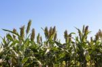 Millet Field Stock Photo