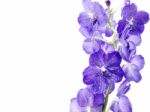 Blue Orchid On White Stock Photo