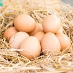 Eggs In A Straw Nest Stock Photo