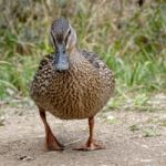 Female Mallard Stock Photo