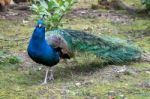 Peacock (pavo Cristatus) Stock Photo