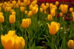 Colorful Tulips Field Stock Photo