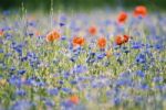 Poppys And Bleuets Stock Photo