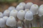 Mushrooms Growing On A Live Tree In The Forest Stock Photo