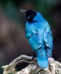 Superb Spreo Starling (lamprotornis Superbus) Stock Photo