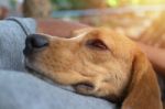 Beagle Dog Sleeps On The Owner's Belly Stock Photo