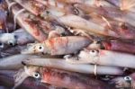 Fresh Squid Stock Photo