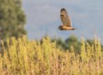 Short-eared Owl Looking For Food Stock Photo