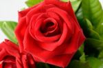 Red Rose Stock Photo