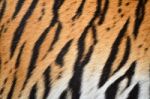 Tiger Skin Stock Photo