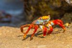 Sally Lightfoot Crab On Galapagos Islands Stock Photo