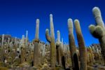 Cacti Stock Photo