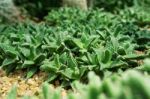 Succulent Plant Garden Stock Photo