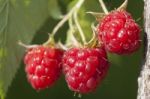 Raspberry Fruits On Branch Stock Photo