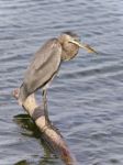 Picture With A Great Blue Heron Watching Somewhere Stock Photo