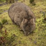 Adorable Large Wombat During The Day Looking For Grass To Eat Stock Photo