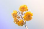 Yellow Silk Cotton With Vintage Filter Stock Photo