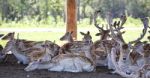 Beautiful Picture With A Group Of Cute Small Deer Stock Photo