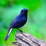 Male White-tailed Robin Stock Photo