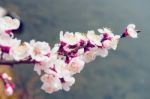 Cherry Blossom With Soft Focus, Sakura Season Background In Spring Stock Photo