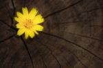 Closeup Singapore Daisy Flower With Wood Background Stock Photo