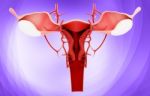 Female Reproductive System Stock Photo