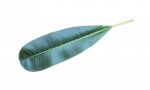 Plumeria Leaves Isolated On White Background With Clipping Path Stock Photo