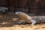 Fuengirola, Andalucia/spain - July 4 : Komodo Dragon (varanus Ko Stock Photo