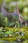 Mantis Palo (empusa Pennata) Stock Photo