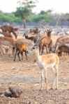 Brown Male Impala Stock Photo