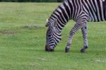 The Zebra Is Eating The Grass Stock Photo