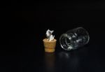 Miniature Bull Terrier Sit On Cork Isolated On Black Background Stock Photo