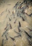 Catfish In River Stock Photo