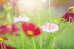 Cosmos With Background Blurred Stock Photo