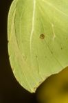 Gonepteryx Cleopatra  Butterfly Insect Stock Photo