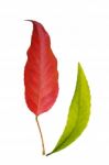 Red And Green Leaf Stock Photo