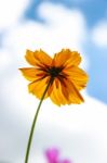 Colorful Cosmos Flower Blooming In The Field Stock Photo