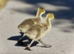 Isolated Image Of Two Cute Chicks Of Canada Geese Stock Photo