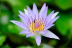 Violet Lotus Stock Photo