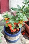 Cape Gooseberry Plant In Friedrichsdorf Stock Photo