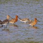 Asian Dowitcher Stock Photo