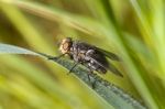 Fly On Top Of Leaf Stock Photo